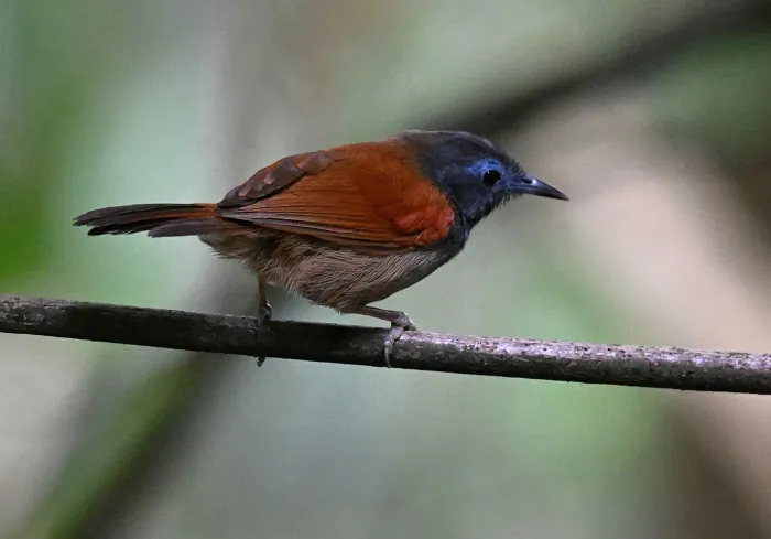 File:Cyanoderma bicolor - Chrissy McClarren and Andy Reago - 451894399.jpeg