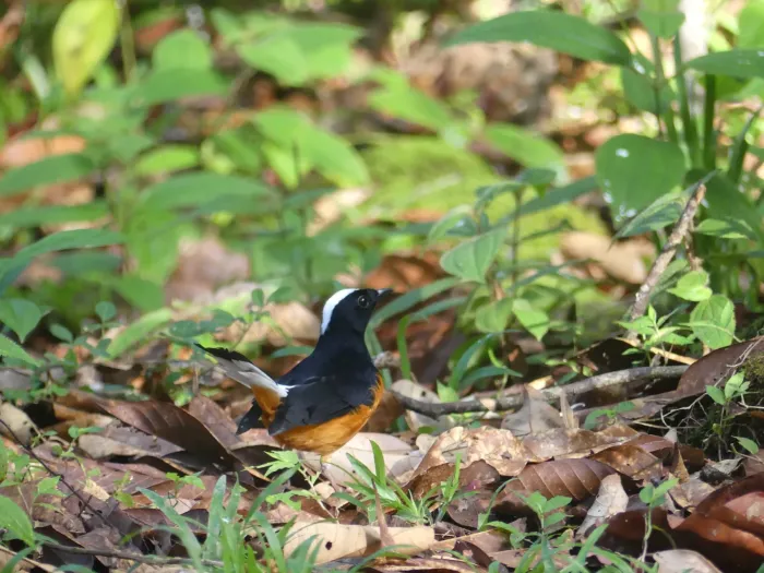 File:Copsychus stricklandii - Daniel Z - 349244603.jpeg