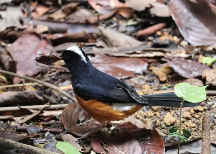 File:Copsychus stricklandii - nevwright - 338999785.jpeg