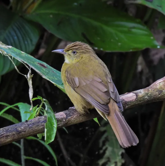 File:Iole cacharensis - Rejoice Gassah - 533812692.jpeg