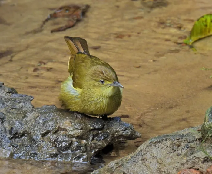 File:Iole cacharensis - Rejoice Gassah - 533812703.jpeg