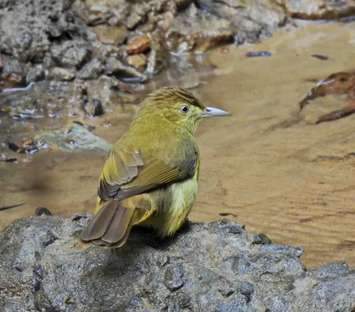 File:Iole cacharensis - Rejoice Gassah - 533812717.jpeg