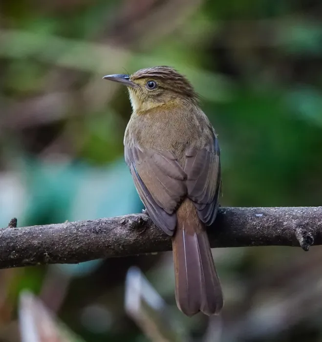 File:Iole cacharensis - Rejoice Gassah - 255355026.jpeg