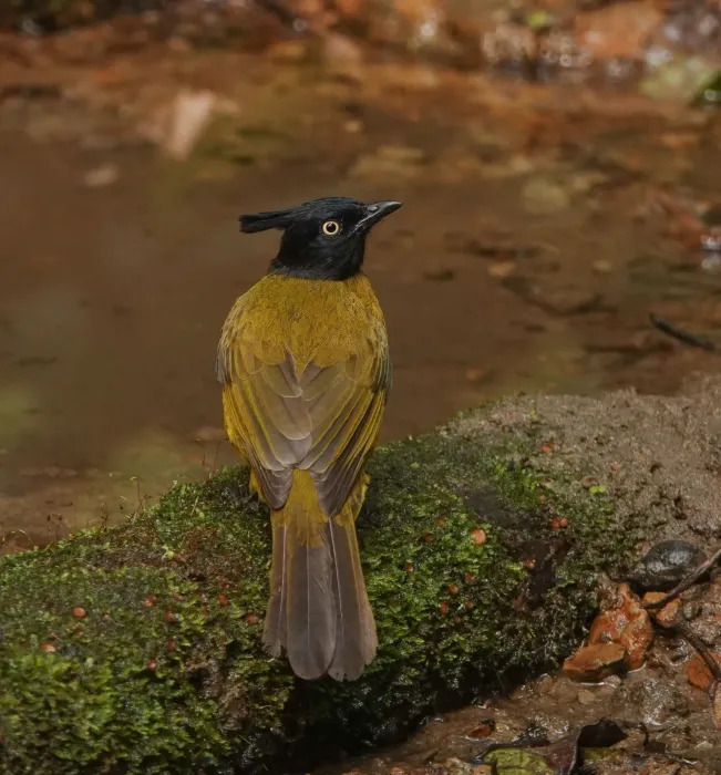 File:Rubigula flaviventris - Rejoice Gassah - 399322037.jpeg