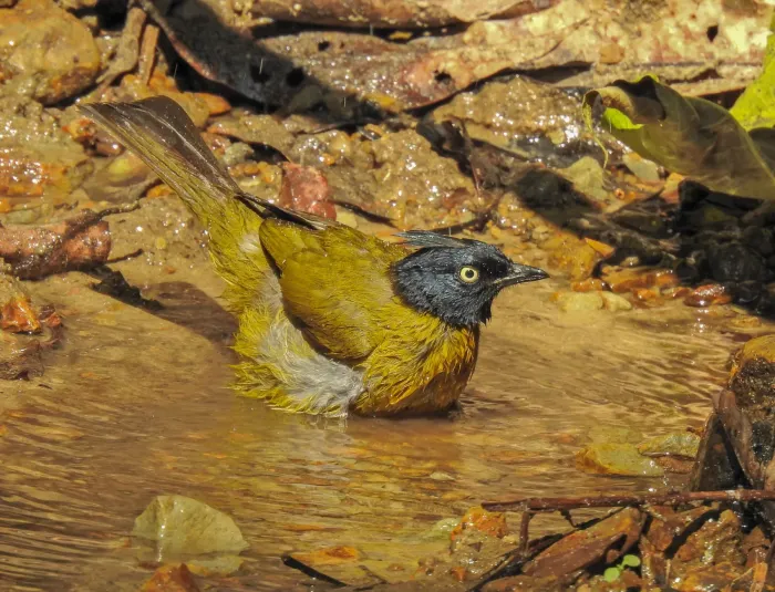 File:Rubigula flaviventris - Rejoice Gassah - 213539364.jpeg