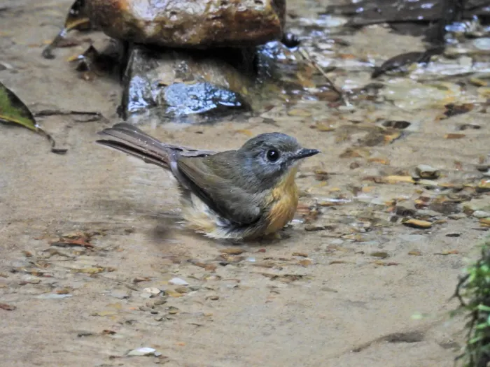 File:Cyornis poliogenys - Rejoice Gassah - 533812290.jpeg