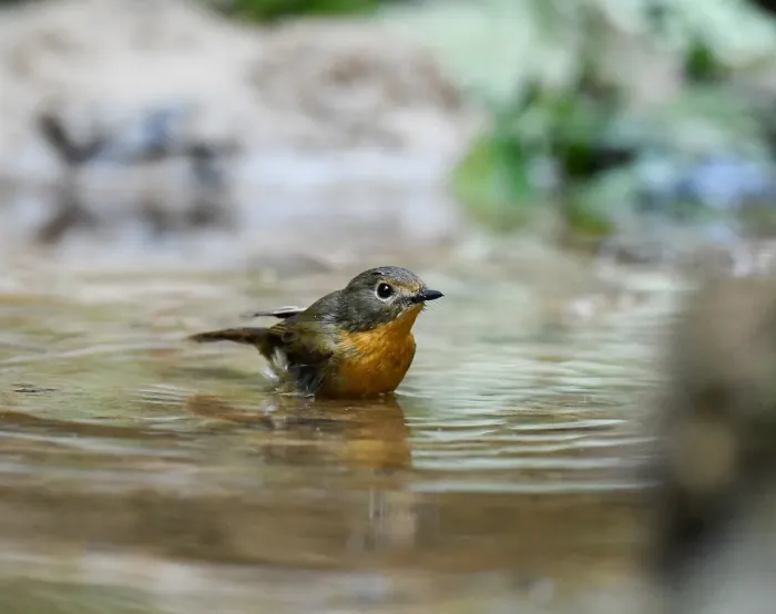 File:Cyornis poliogenys - Rejoice Gassah - 544347048.jpeg