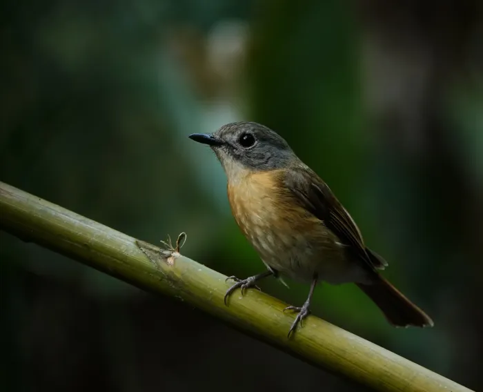 File:Cyornis poliogenys - Rejoice Gassah - 68171312.jpeg