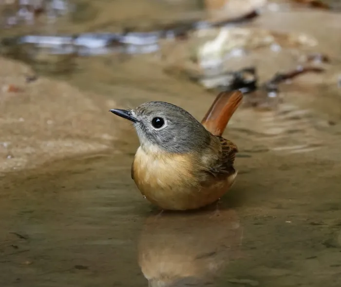 File:Cyornis poliogenys - Rejoice Gassah - 223884127.jpeg