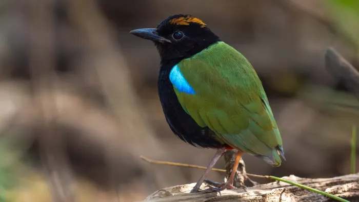 File:Pitta iris johnstoneiana.jpg