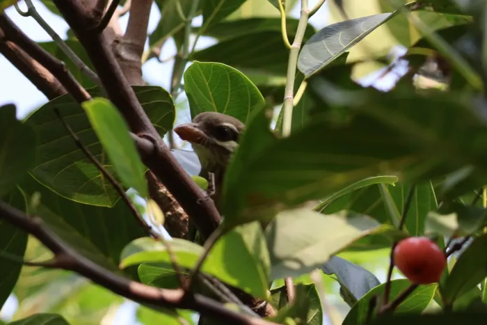 File:White-cheeked barbet (Psilopogon viridis) IMG 9098.jpg