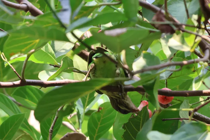 File:White-cheeked barbet (Psilopogon viridis) IMG 9250.jpg