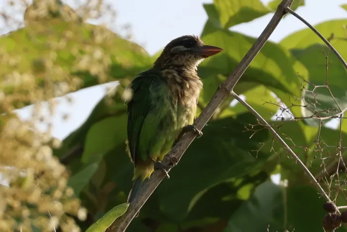 File:White-cheeked barbet (Psilopogon viridis) IMG 9731.jpg