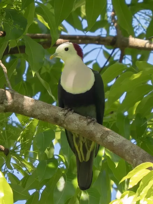 File:Ptilinopus dohertyi 572691107 (cropped).jpg