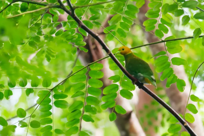 File:Ptilinopus layardi 451686806.jpg