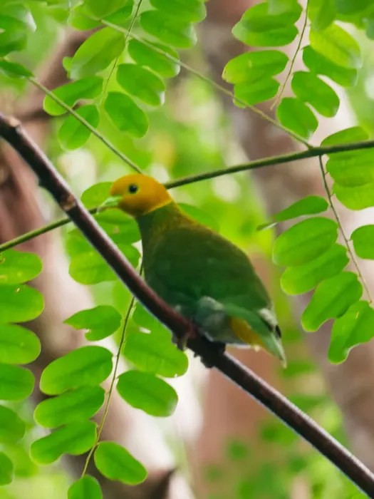 File:Ptilinopus layardi 451686806 (cropped).jpg