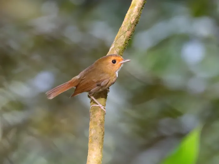 File:Anthipes solitaris - Ian Dugdale - 547345792.jpeg