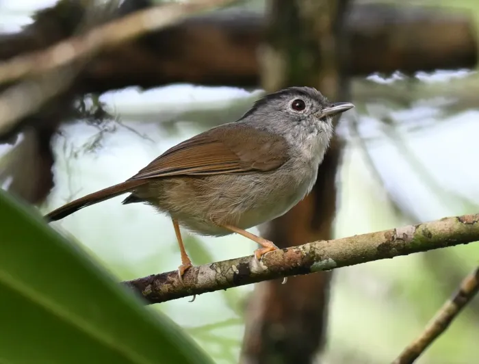 File:Alcippe peracensis - Chrissy McClarren and Andy Reago - 449148001.jpeg