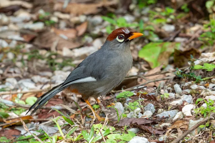 File:Pterorhinus mitratus - dhfischer - 311660173.jpeg