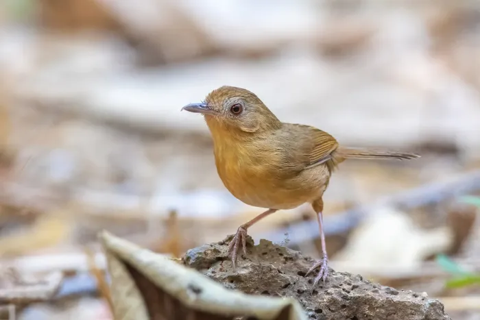 File:Pellorneum tickelli - egorbirder - 353530417.jpeg