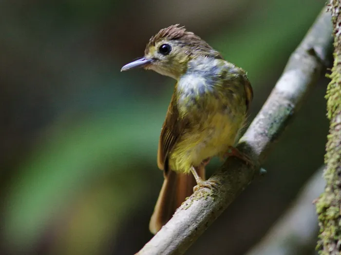 File:Tricholestes criniger - Ian Dugdale - 546786969.jpeg
