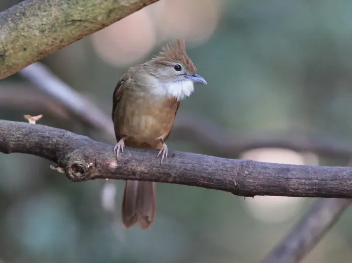 File:Alophoixus ochraceus - Ian Dugdale - 546696266.jpeg