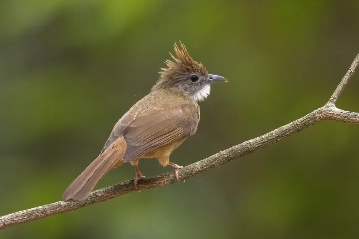 File:Alophoixus ochraceus - egorbirder - 353320488.jpeg
