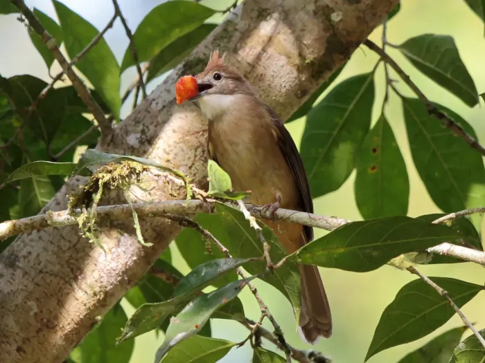 File:Alophoixus ochraceus - Ian Dugdale - 546787085.jpeg