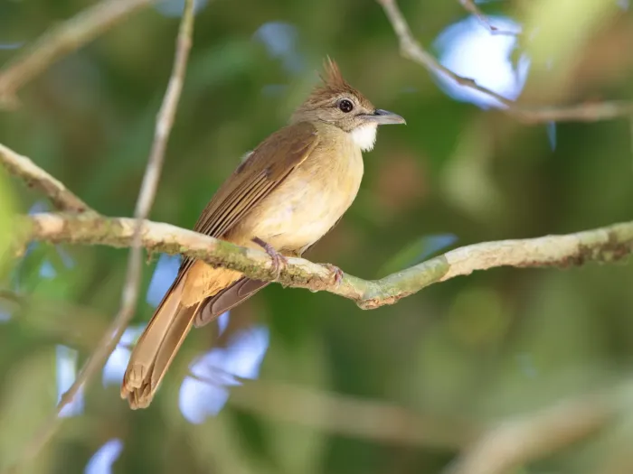 File:Alophoixus ochraceus - Ian Dugdale - 546238294.jpeg