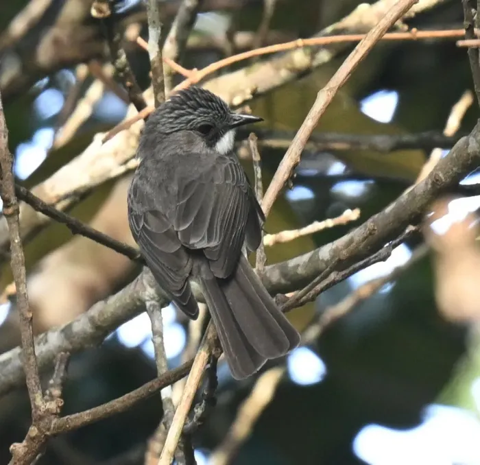 File:Hemixos cinereus - Chrissy McClarren and Andy Reago - 448739352.jpeg