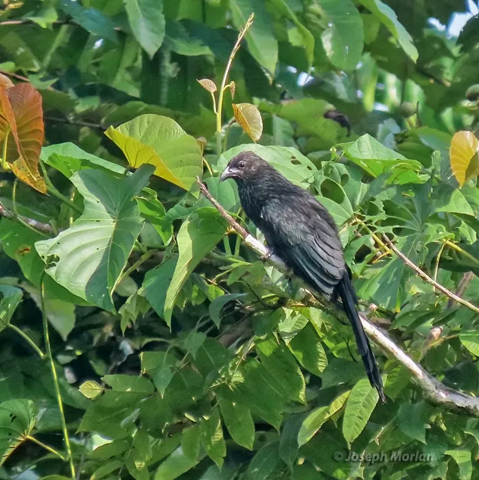 File:Centropus bernsteini - Joseph Morlan - 338961837.jpeg