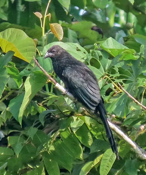 File:Centropus bernsteini - Joseph Morlan - 338961837 (cropped).jpeg