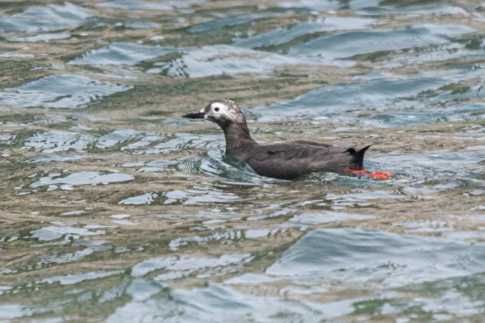 File:Cepphus carbo from iNaturalist photo 514551563.jpg