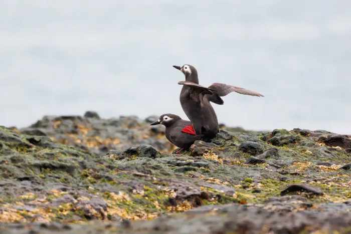 File:Cepphus carbo from iNaturalist photo 517743931.jpg