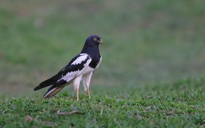 File:Circus melanoleucos from iNaturalist photo 104706101.jpg