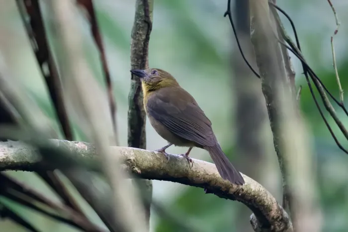 File:Driophlox fuscicauda - Dario Taraborelli - 345065293.jpeg