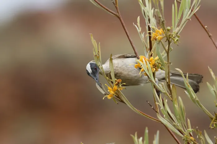 File:Philemon argenticeps - Romain Boisseau - 543438136.jpeg