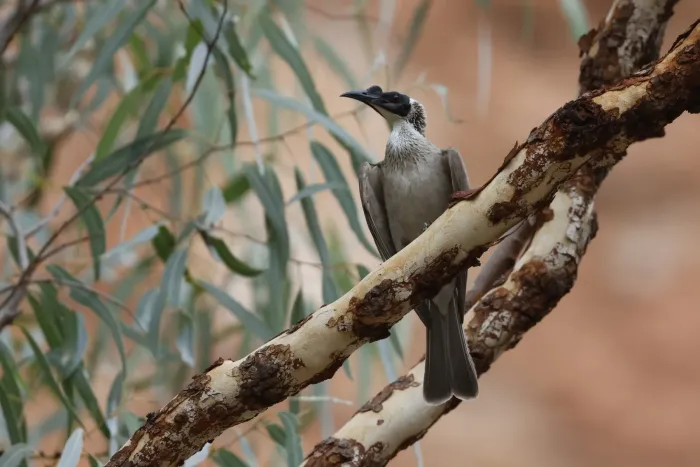 File:Philemon argenticeps - Romain Boisseau - 547876299.jpeg