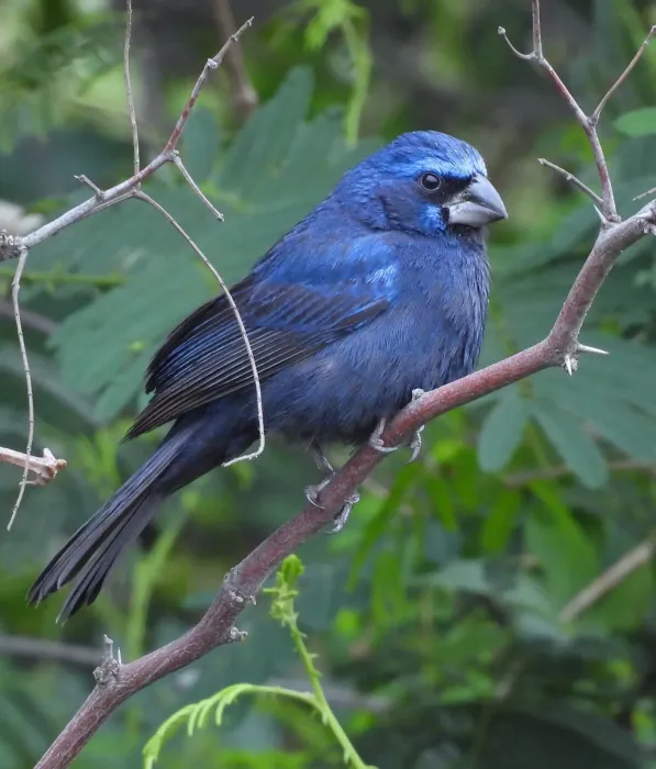 File:Cyanoloxia brissonii 581248390.jpg