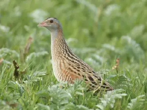 File:Corncrake (Crex crex).jpg