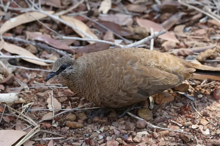 File:Petrophassa albipennis - Romain Boisseau - 547862067.jpeg