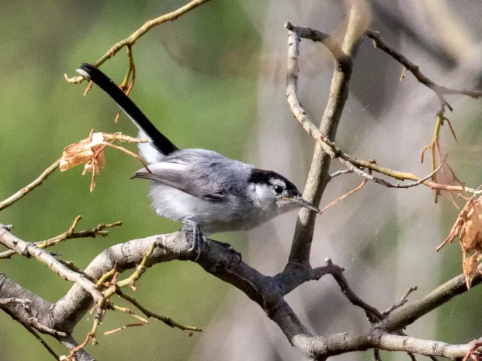 File:Polioptila maior 114805161 (cropped).jpg
