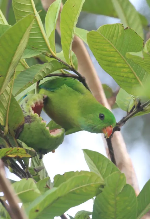 File:Vernal hanging parrot (Loriculus vernalis).jpg