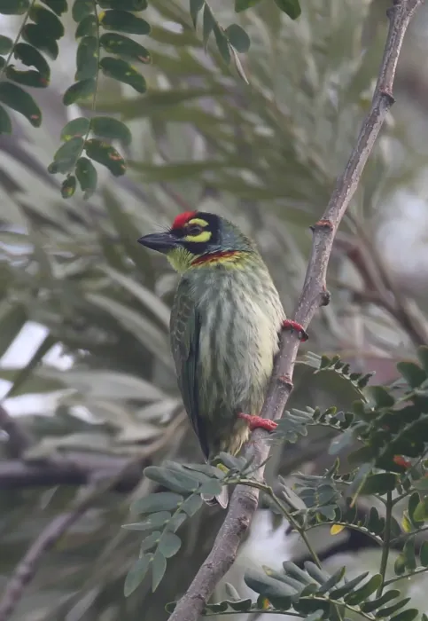 File:Coppersmith barbet (Psilopogon haemacephalus).jpg
