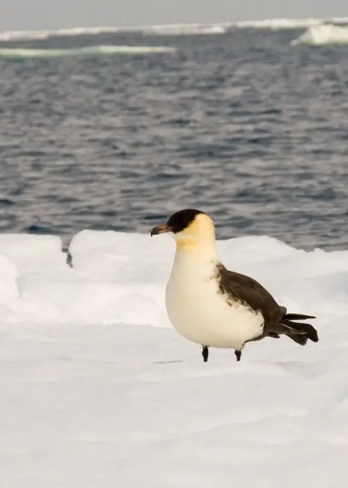 File:Stercorarius pomarinus snow.jpg