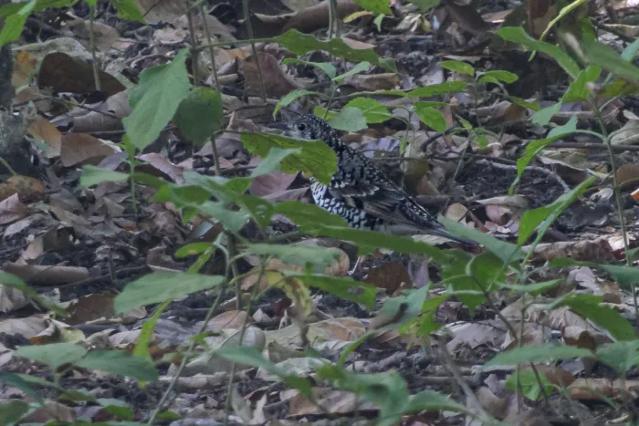 File:Scaly Thrush (Zoothera dauma) at Pilibhit tiger reserve.jpg