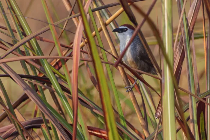 File:Chestnut-capped babbler (Timalia pileata) observed at Pilibhit tiger reserve.jpg