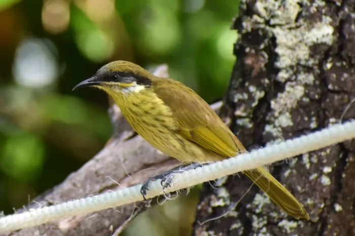 File:Gavicalis versicolor 504263226.jpg