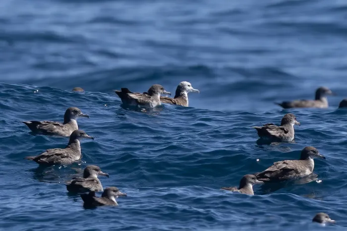 File:Calonectris leucomelas iNaturalist photo 537775183.jpg