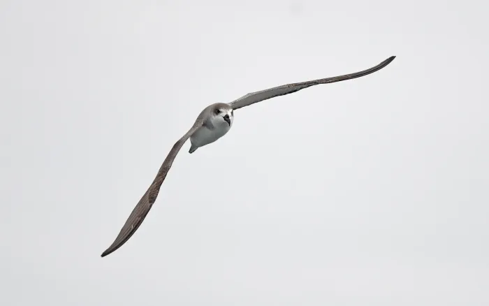 File:Pterodroma externa from iNaturalist photo 378848037.jpg